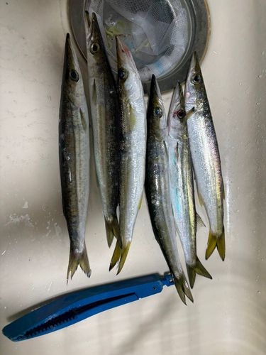 カマスの釣果