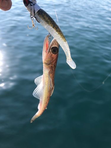 エソの釣果