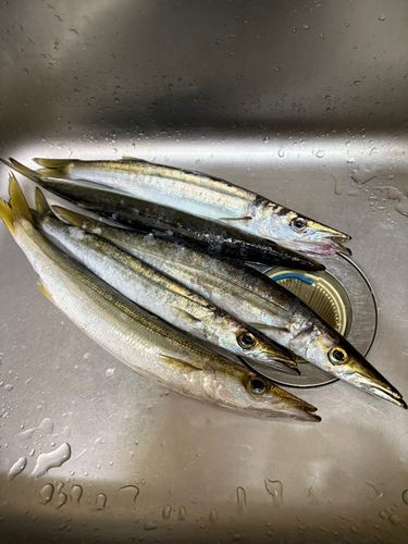 カマスの釣果