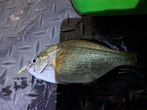 ウミタナゴの釣果