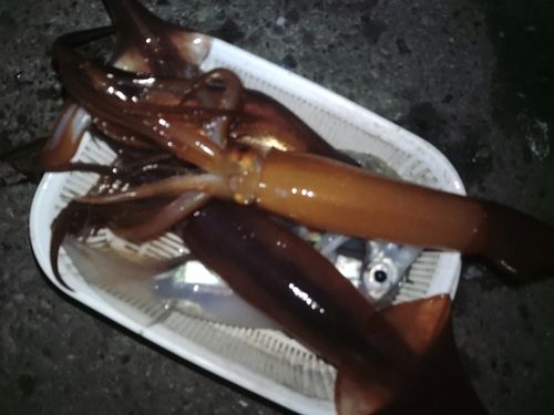 スルメイカの釣果