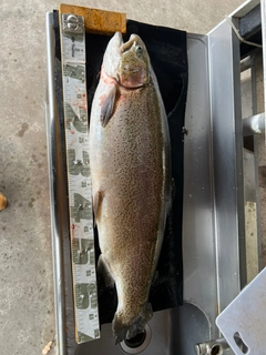 ニジマスの釣果