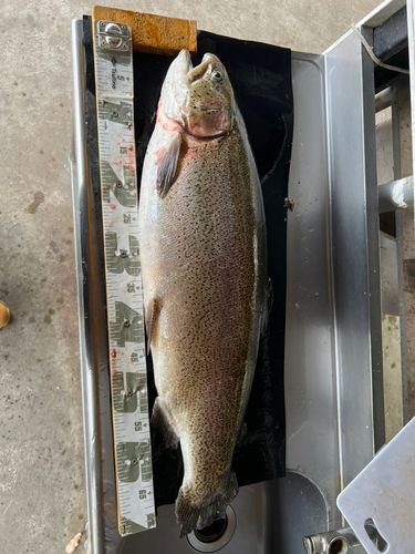 ベリーパーク in FISH ON! 王禅寺