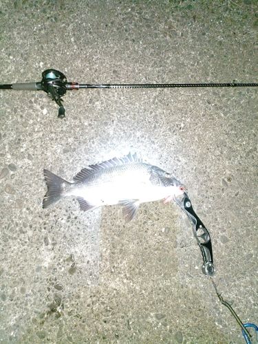 チヌの釣果
