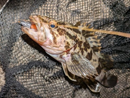 タケノコメバルの釣果