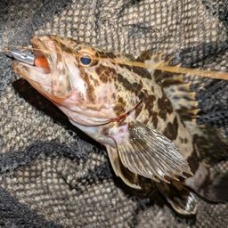 タケノコメバル