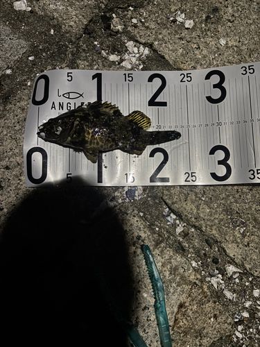 タケノコメバルの釣果