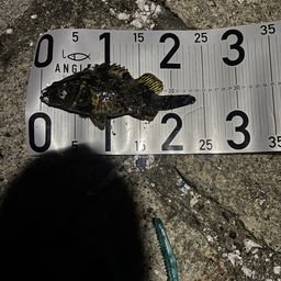 タケノコメバル