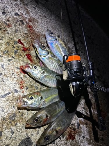 マアジの釣果