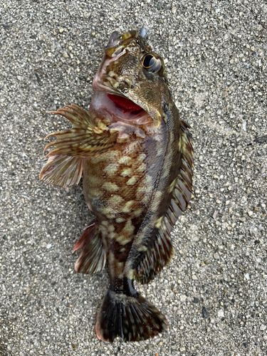 アカメバルの釣果