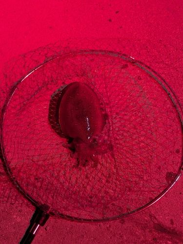 コウイカの釣果