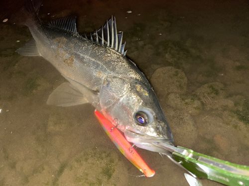 シーバスの釣果