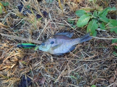 ブルーギルの釣果