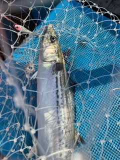 サゴシの釣果