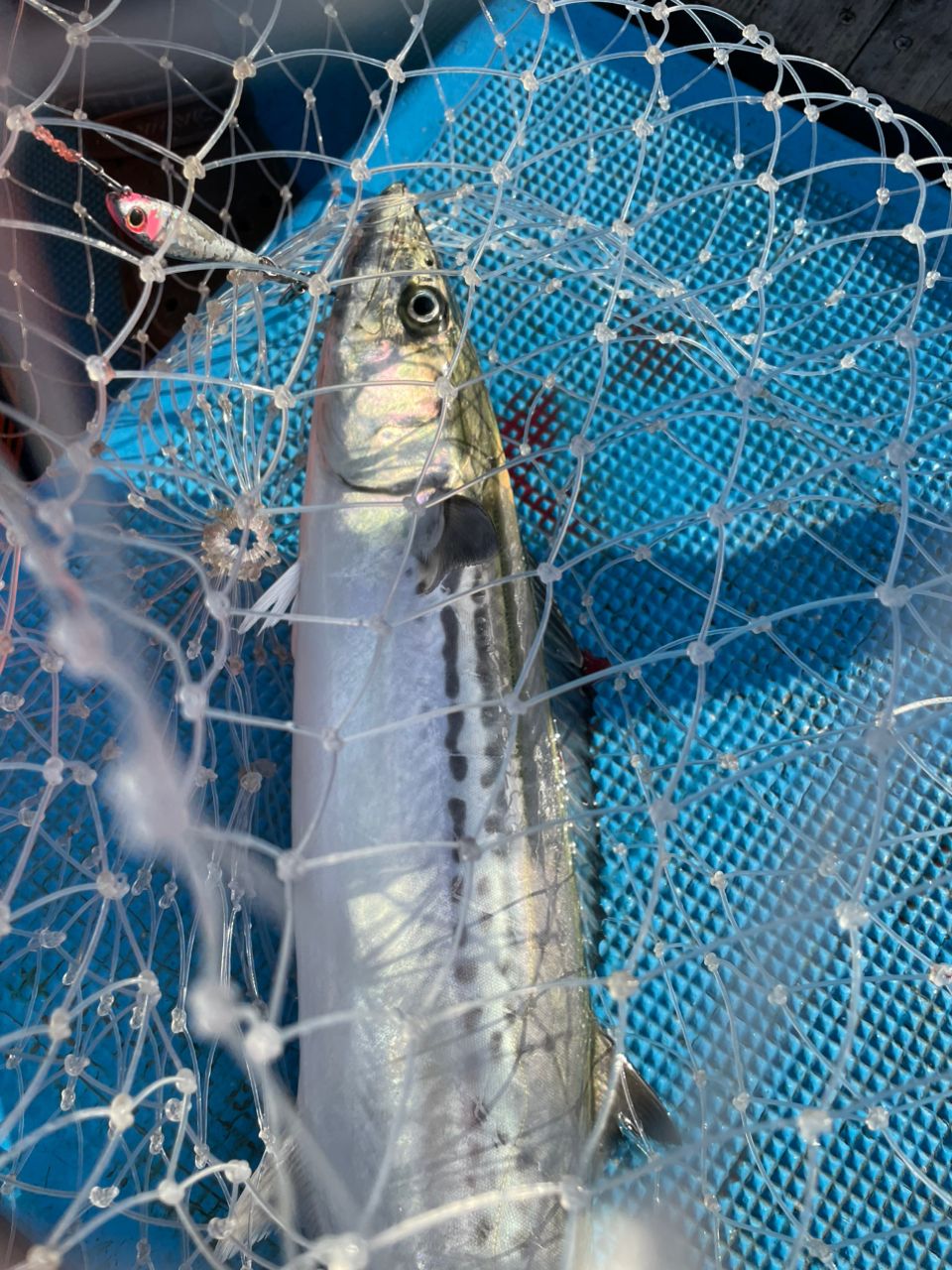 ジギング見習いさんの釣果 1枚目の画像