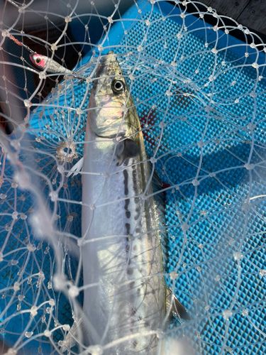 サゴシの釣果