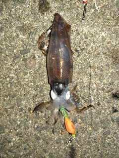 ヒイカの釣果