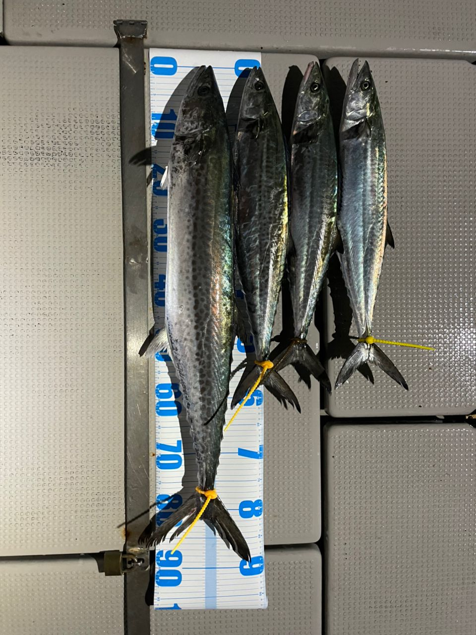 ジギング見習いさんの釣果 2枚目の画像