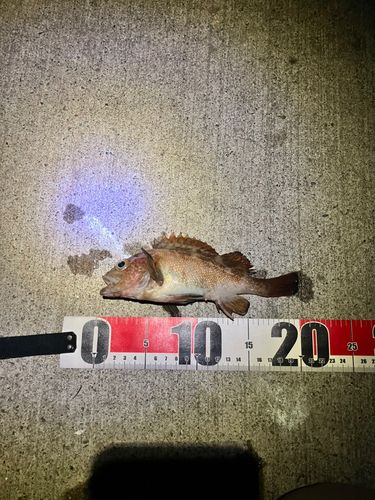 エゾメバルの釣果