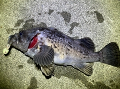 クロソイの釣果