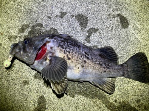 クロソイの釣果