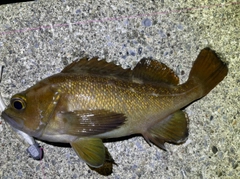 エゾメバルの釣果