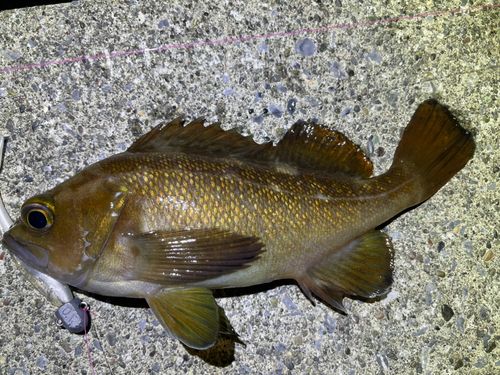 エゾメバルの釣果