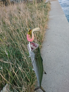 サゴシの釣果