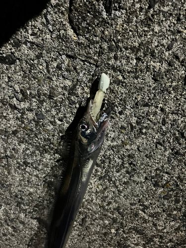 タチウオの釣果