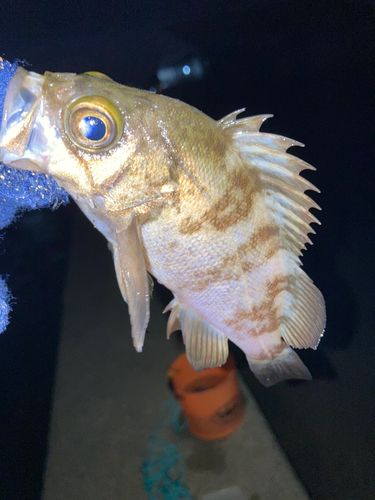 シロメバルの釣果