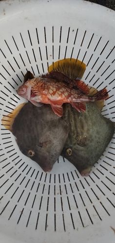 カワハギの釣果