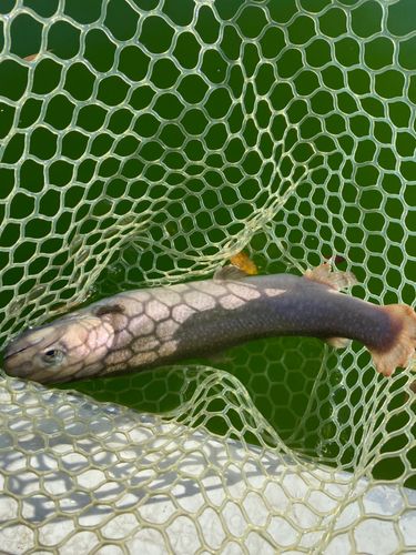 西武園ゆうえんちフィッシングランド