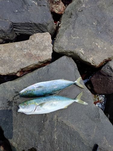釣果