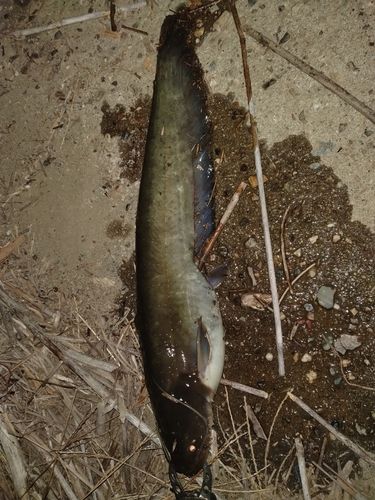 ナマズの釣果