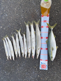 カマスの釣果