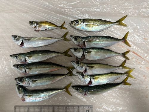 サバの釣果