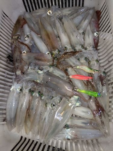 三陸海岸（岩手）