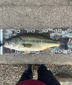 ラージマウスバスの釣果