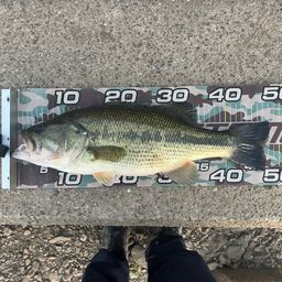 ラージマウスバス