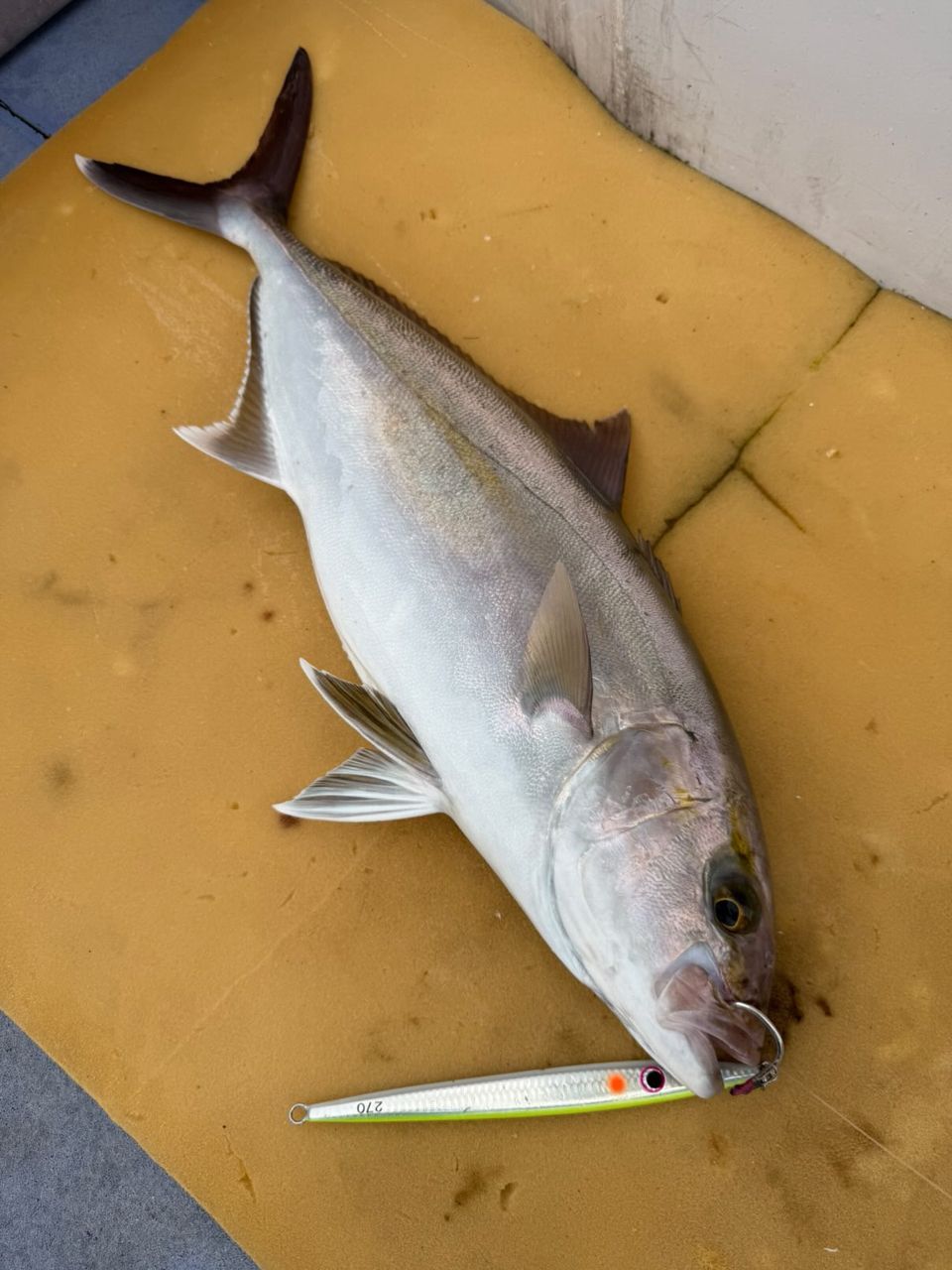 みるみーるさんの釣果 2枚目の画像