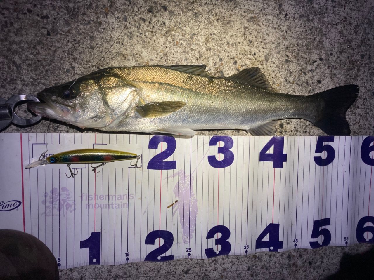 フッコ（マルスズキ）