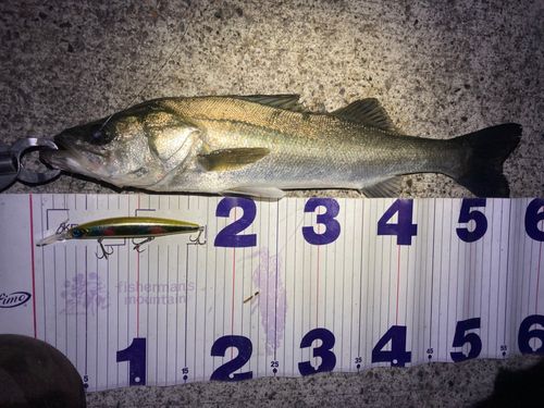 フッコ（マルスズキ）の釣果