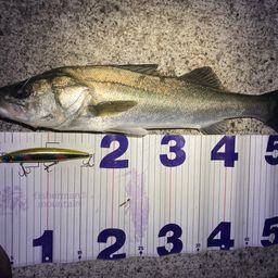 フッコ（マルスズキ）