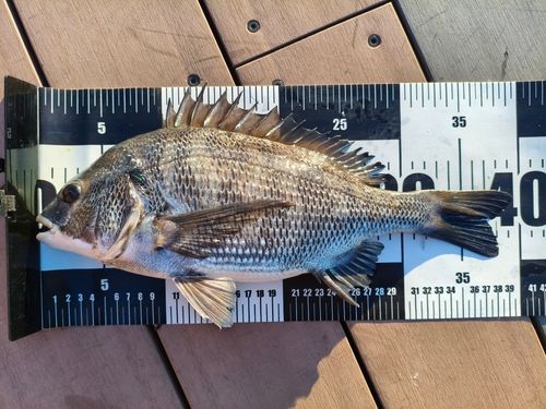 クロダイの釣果