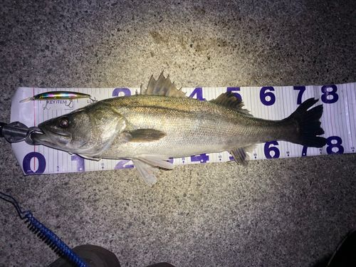 フッコ（マルスズキ）の釣果