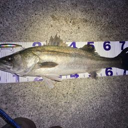 フッコ（マルスズキ）