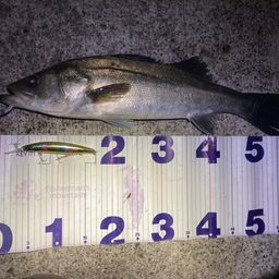 フッコ（マルスズキ）