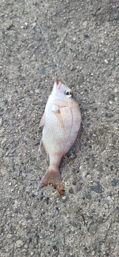 チャリコの釣果