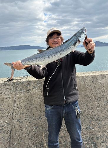 サワラの釣果