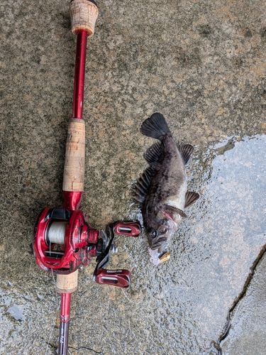 クロソイの釣果